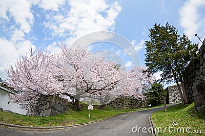 Cherry blossom at Yamagata castle (Kajo Park) Stock Photo