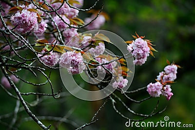 Cherry Blossom, Yoshino, Japan Stock Photo