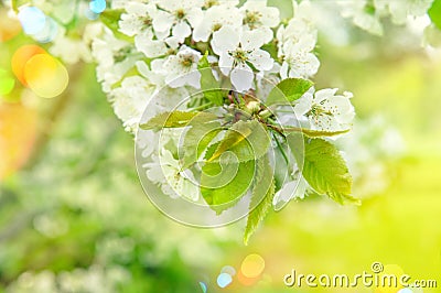 Cherry blossoming. Sunny day. Spring flowers with light leaks Stock Photo