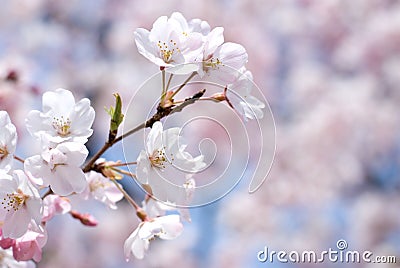 Cherry blossoms Stock Photo