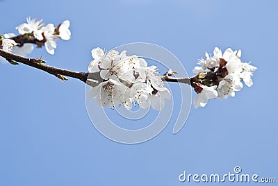 Cherry blossoms Stock Photo