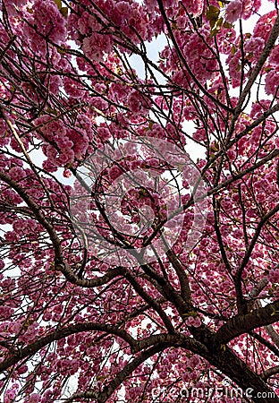 Cherry Blossoms - flowering spring tree branches Stock Photo