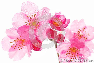  Prunus campanulata, cherry blossom flower, beauty in Nature Stock Photo