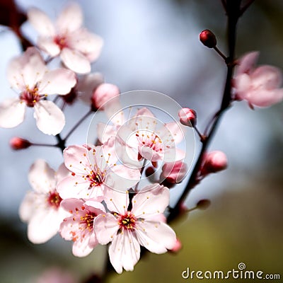 Cherry Blossoms Stock Photo