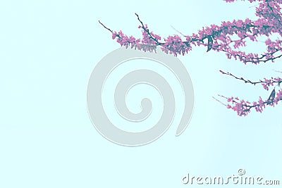 Cherry blossoms against a blue sky. Empty copy space Stock Photo