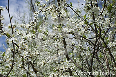 Cherry blossoms against the sky. Sign of spring. Stock Photo