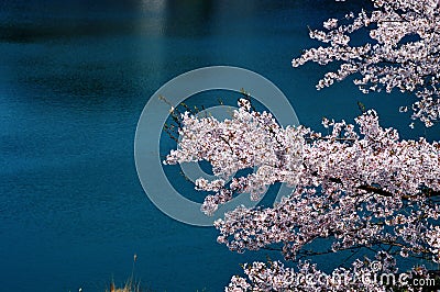 Cherry blossoms along the dam lake / Japanese spring Stock Photo
