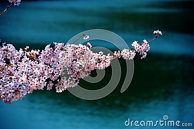 Cherry blossoms along the dam lake / Japanese spring Stock Photo