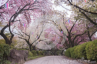 Beautiful hanami party with the pink cherry blossom of Asukayama park in the Kita district of Tokyo, Japan. Stock Photo