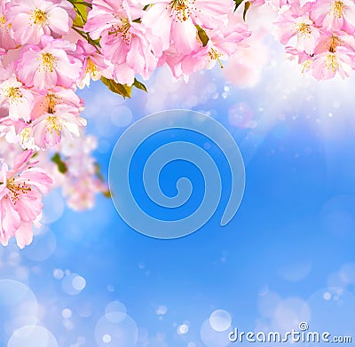 Cherry blossoms background Stock Photo