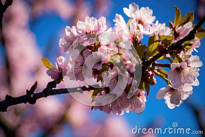 Cherry blossoms are beautiful. bloom in the springtime. renewal and hope Stock Photo