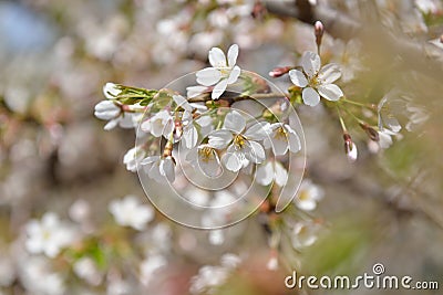 Cherry blossoms. Blooming cherry tree branch with white flowers. Flowering Stock Photo