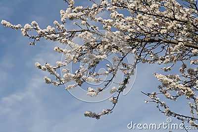 Cherry Blossoms Blooming on a Tree, With a Blue Sky Background Stock Photo