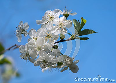 Cherry blossoms Stock Photo