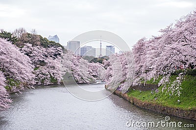 Cherry Blossoms at Chidorigafuchi moat,Chiyoda,Tokyo,Japan in spring. Stock Photo