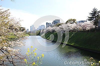 Cherry blossoms at Chidorigafuchi Moat in Tokyo, Japan Stock Photo