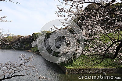 Cherry blossoms at Chidorigafuchi Moat in Tokyo, Japan Stock Photo