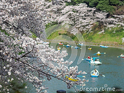 Cherry blossoms in Chidorigafuchi Park in Japan Stock Photo