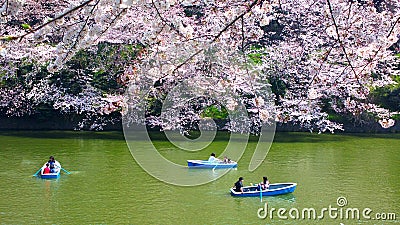 Cherry blossoms at Chidorigafuchi in TOKYO JAPAN Editorial Stock Photo