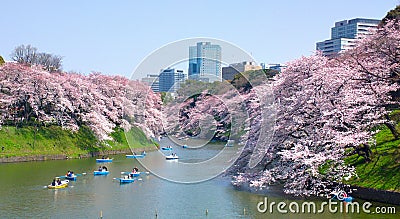 Cherry blossoms at Chidorigafuchi in TOKYO JAPAN Stock Photo