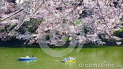 Cherry blossoms at Chidorigafuchi in TOKYO JAPAN Stock Photo