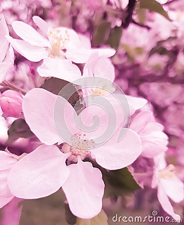 Cherry blossoms close branch background springtime flower Stock Photo