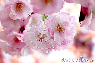 Cherry blossoms. Closup blooming pink cheery tree flowers during a sunny spring day. Stock Photo