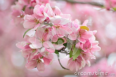 Cherry blossoms Stock Photo