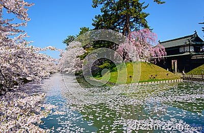 Cherry blossoms at Hirosaki Park Stock Photo