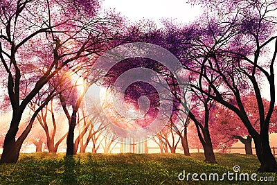 Cherry Blossoms Japanese Garden 3D render Stock Photo