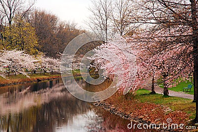 Cherry blossoms line a small canal Editorial Stock Photo