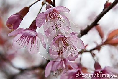 Cherry Blossoms in nature Stock Photo