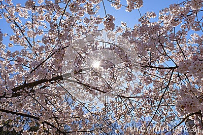 Back-light cherry blossoms against a blue sky Stock Photo