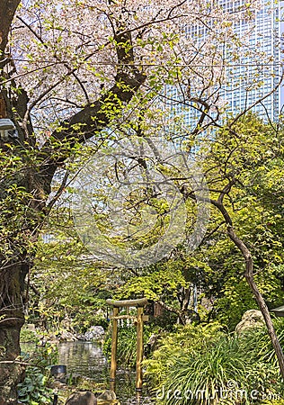 Cherry blossoms overlooking a golden Japanese torii in the pond of Atago shrine. Editorial Stock Photo