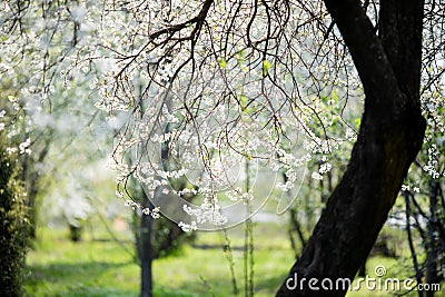 Cherry blossoms at the park, spring day, April Stock Photo