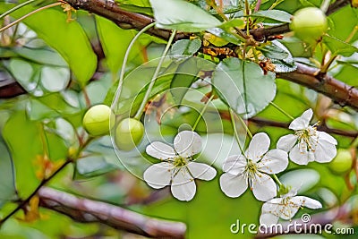 Cherry blossoms and raw green cherries on tree branches Stock Photo