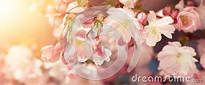 Cherry blossoms in retro-styled colors Stock Photo