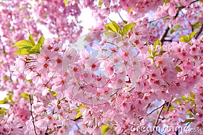 Cherry blossoms Stock Photo