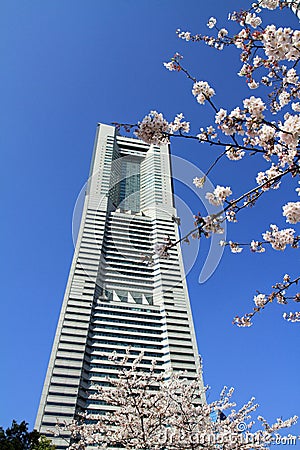 Cherry blossoms at Sakura dori avenue in Yokohama Stock Photo
