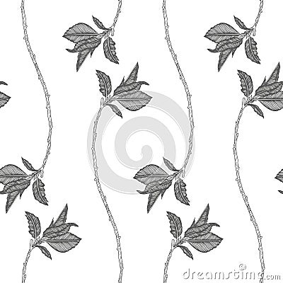 Cherry blossoms Vector Illustration