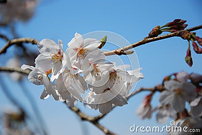 Cherry blossoms at Shinjuku Gyoen National Garden Stock Photo