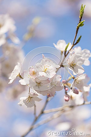 Cherry blossoms,in Showa Kinen Park,Tokyo,Japan Stock Photo