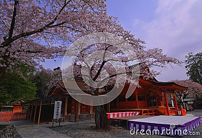 Cherry Blossoms of Shrine`FUJISAN HONGU SENGENTAISHA ` Fujinomiya City Japan Stock Photo