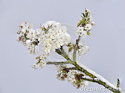 Cherry blossoms with snow Stock Photo