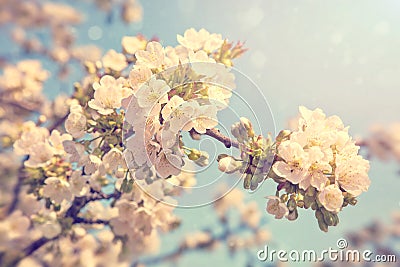 Cherry blossoms in spring Stock Photo