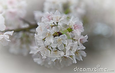 Cherry blossoms in the spring Stock Photo