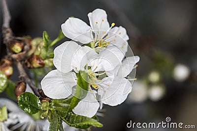 Cherry blossoms-Targu-jiu 63 Stock Photo