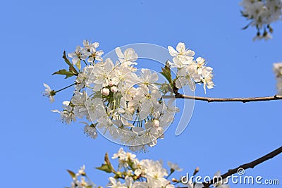 Cherry blossoms -Targu-jiu 145 Stock Photo
