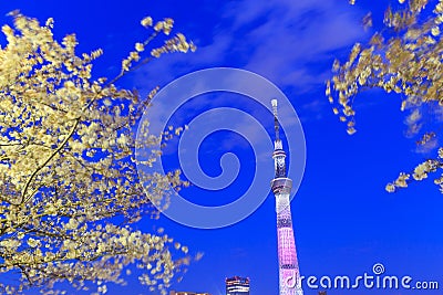 Cherry blossoms and the Tokyo Skytree in Tokyo at dusk Editorial Stock Photo