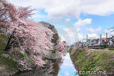 Cherry blossoms tree near Kajo Park with train Editorial Stock Photo